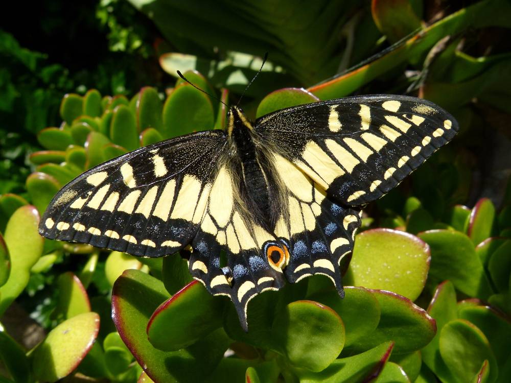 Anise Swallowtail